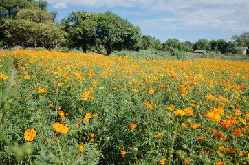 Beautiful yellow flower field with trees and refreshing nature.