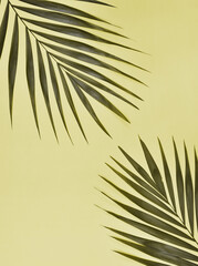 Palm tree leaf on yellow background.