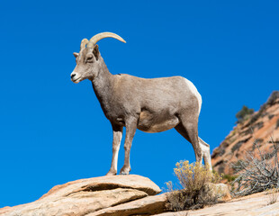 Goat looking from the mountain