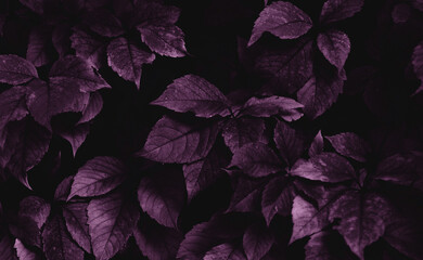 Purple leaves on colorful background.