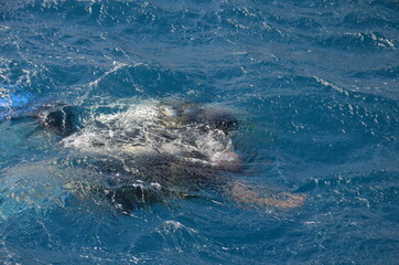 Obraz premium Diving