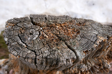Close up of a tree trunk