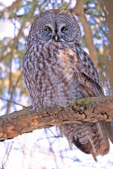 Great Grey Owl sitting on a fir tree branch in the forest, Quebec, Canada