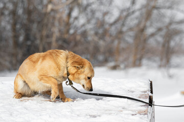 Red-haired small dog walks on a leash in the winter in the snow against the background of the forest. A dog with short legs is afraid. Cowardly animal. A pet. An unusual animal.