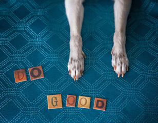cute chihuahua paws with letters spelling out do good