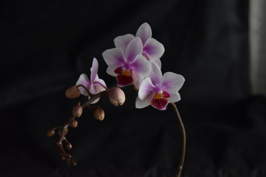 blooming orchids on a black 