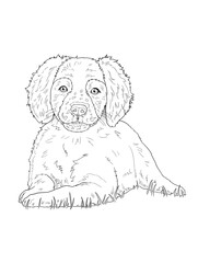 Brittany Dog Line Art Illustration for Coloring