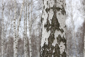 Young birches with black and white birch bark in spring in birch grove against background of other birches