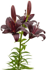 Dark burgundy flower of lily, isolated on white background