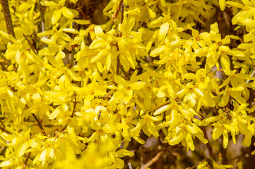 Forsythia intermedia border ornamental bright yellow springtime flowering shrub plant, beautiful early flowers in bloom