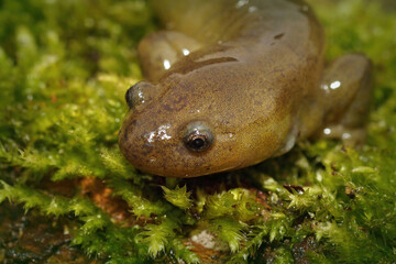 Closeup of the endangered Oita salamander, Hynobius dunni , endemic to Beppu-Shi in Japan