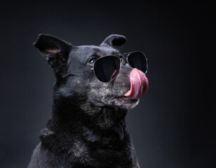 cute terrier lab mix on an isolated black background in a studio