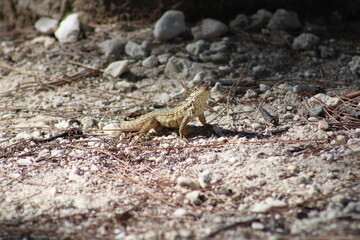 Small Brown Lizard On Ground Key West Florida