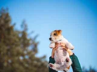 Jack Russell Terrier puppy is held in his arms against a background of blue sky