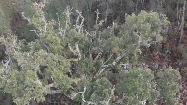 Typical tree in Portugal with more than 100 years