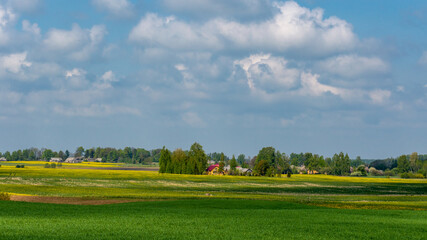 Cereal fields in the middle of the house. Spring clouds.