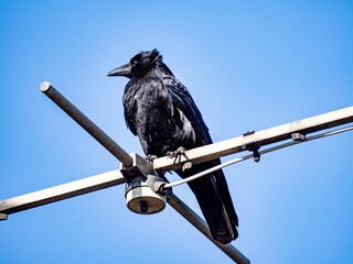 schwarzer Vogel auf Antenne in Sonne