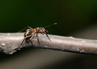 Close up view of an ant sitting on a branch on a dark background