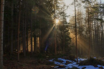 sun match with fog in the forest