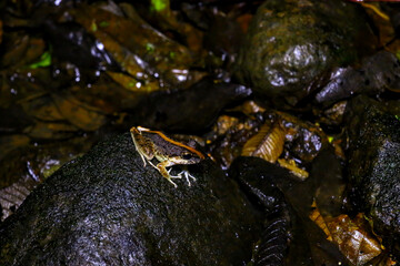 Grenouilles et dendrobates du Costa Rica