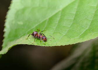 Close up view of an ant sitting on the edge of a leaf