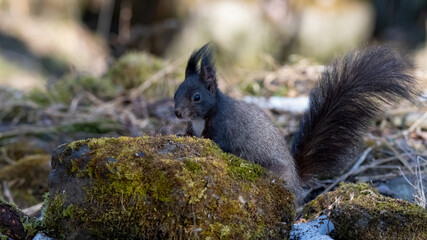 eichhörnchen, tier, natur, nager, wild lebende tiere, säugetier, hübsch