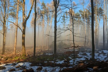 sun match with fog in the forest