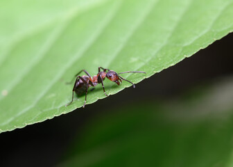Close up view of an ant sitting on the edge of a leaf