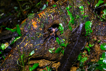 Araignées et tarentules du Costa Rica