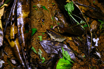 Grenouilles et dendrobates du Costa Rica