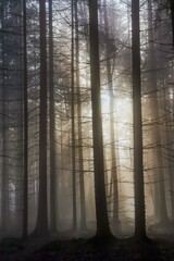sun match with fog in the forest