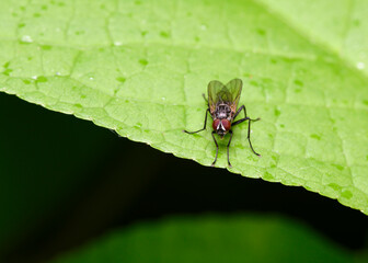 Close up view of a fly sitting on the edge of a leaf