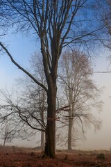 tree in the fog