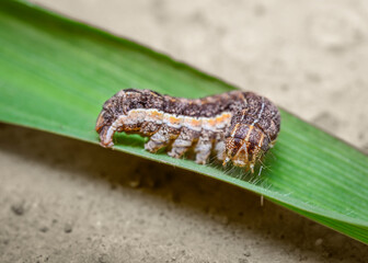Close up view of caterpillar on a leaf of grass