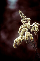 Nawłoć pospolita © Adam