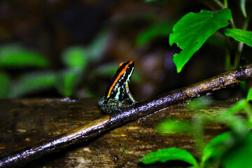 Grenouilles et dendrobates du Costa Rica