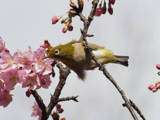 河津桜とメジロでひな祭りカラー