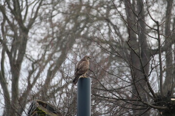 resting buzzard in the side close-up in front of bare trees