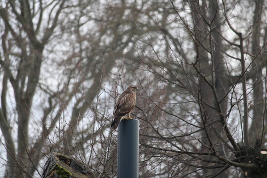 resting buzzard in the side close-up in front of bare trees