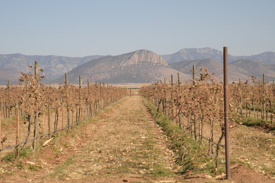 area de vi&ntilde;edo en el area de el estado de chihuahua en mexico 