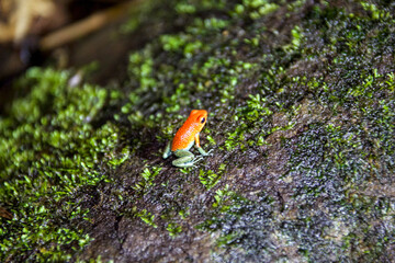 Grenouilles et dendrobates du Costa Rica
