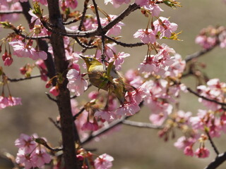 河津桜とメジロでひな祭りカラー