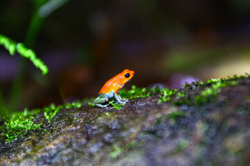Grenouilles et dendrobates du Costa Rica