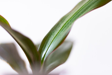Fototapeta premium close up of a plant