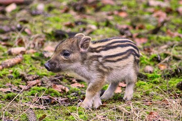 Curious, young Shoats playing in the forest
