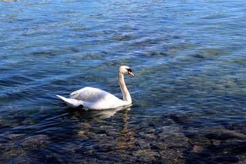 Obraz premium Stock photo of swan in Lake Lucerne, Switzerland by Aline Maia. Shot with Canon EOS 100D ƒ/9 1/200 55mm 