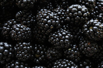 fresh blackberries 