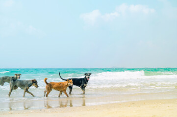 Fototapeta na wymiar Dogs enjoy playing on sea beach,Stray dogs walking on the beach.