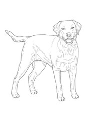 Labrador Retriever Dog Line Art Illustration for Coloring