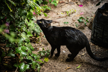 gato negro © Haniel